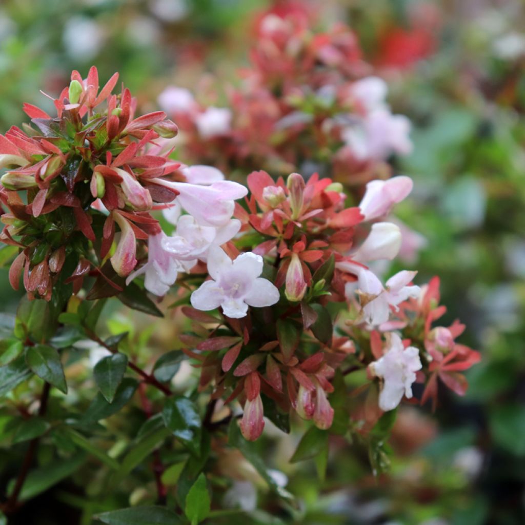 Abelia grandiflora - Abelia with large flowers