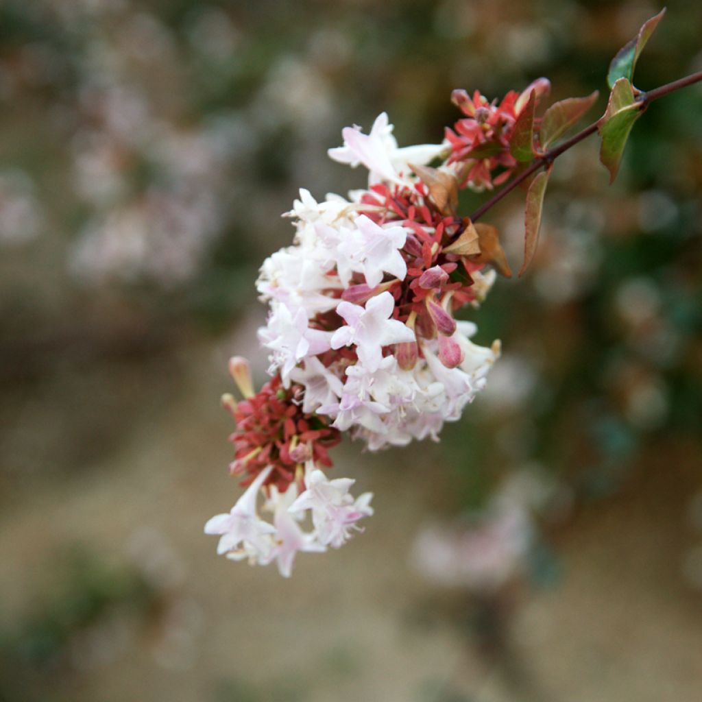 Abelia grandiflora - Abelia with large flowers