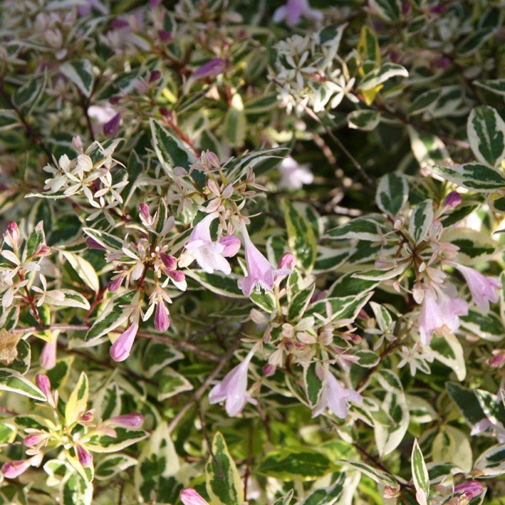 Abelia grandiflora Hopleys