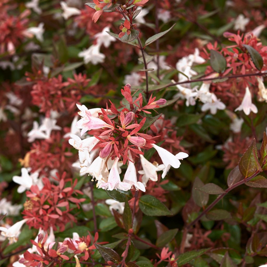 Abelia x grandiflora Semperflorens