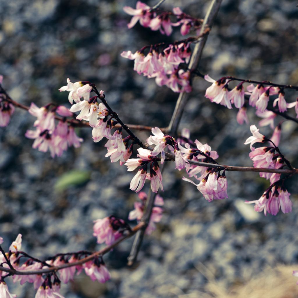 Abeliophyllum distichum Roseum