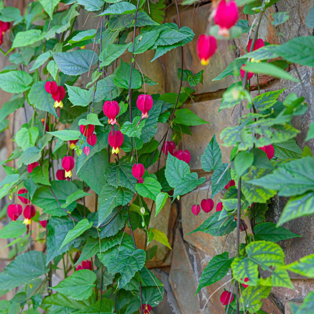 Abutilon  megapotamicum 