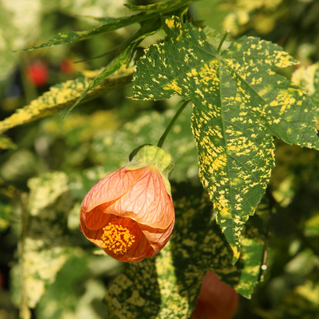 Abutilon pictum Thompsoni