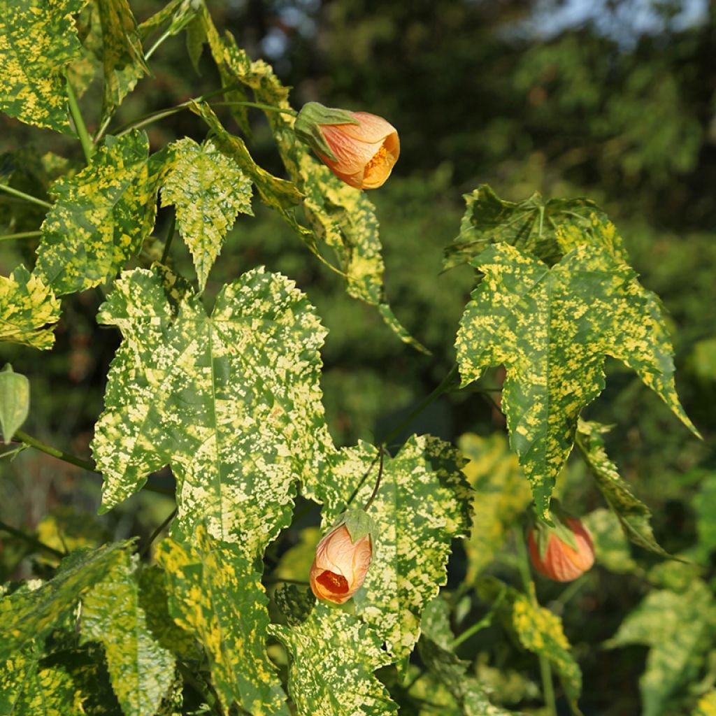 Abutilon pictum Thompsoni