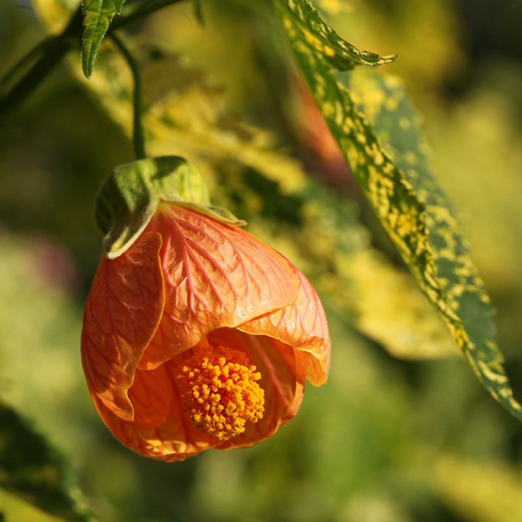 Abutilon pictum Thompsoni