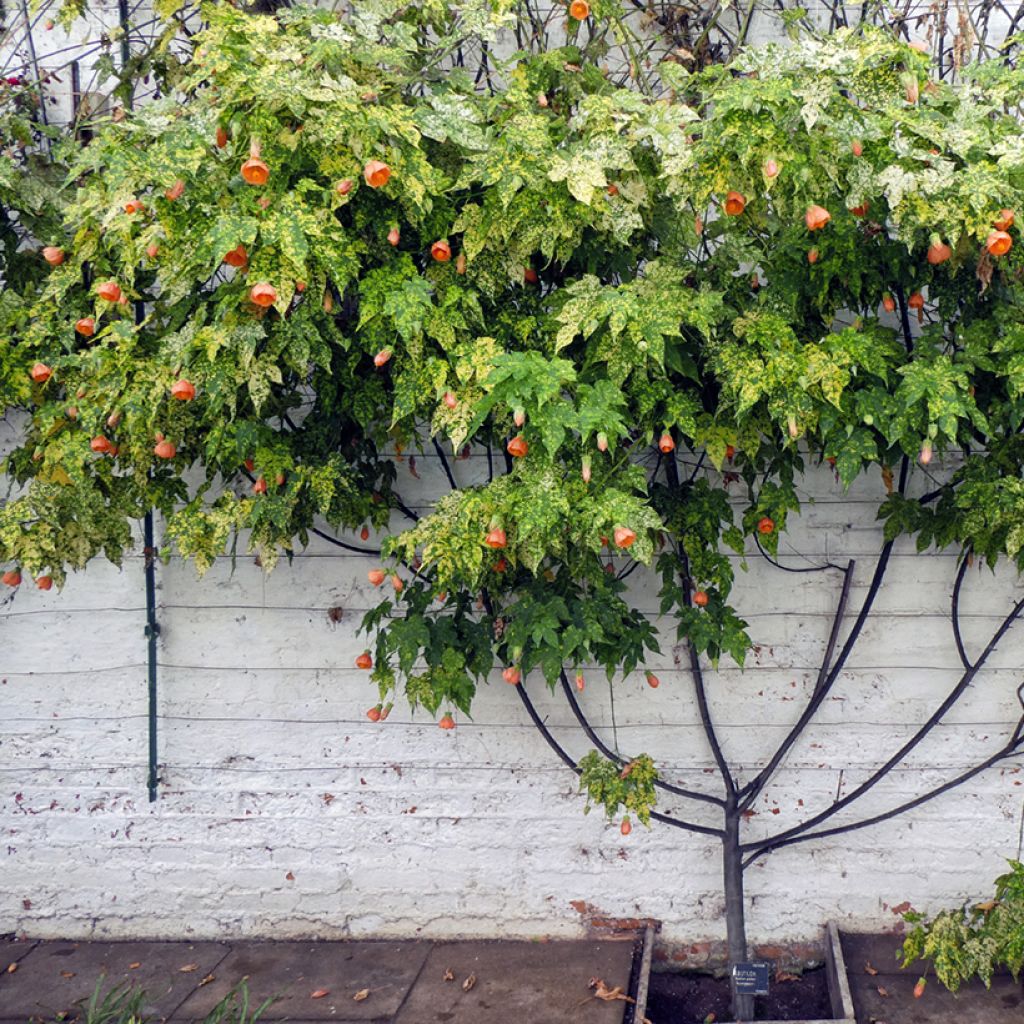 Abutilon pictum Thompsoni