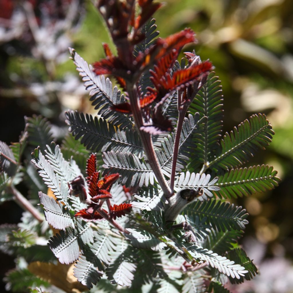 Acacia baileyana Songlines