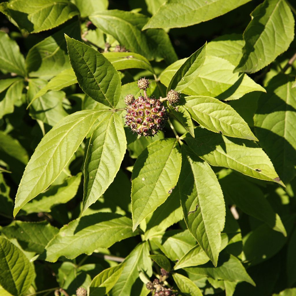 Acanthopanax henryi - Henry's Aralia