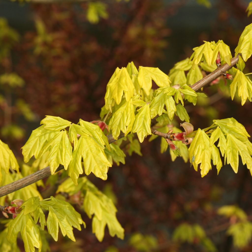 Acer campestre Postelense - Field Maple