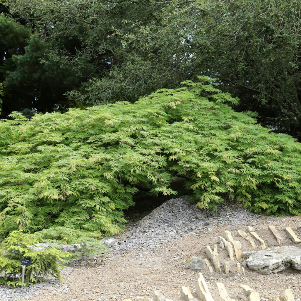 Acer japonicum Green Cascade