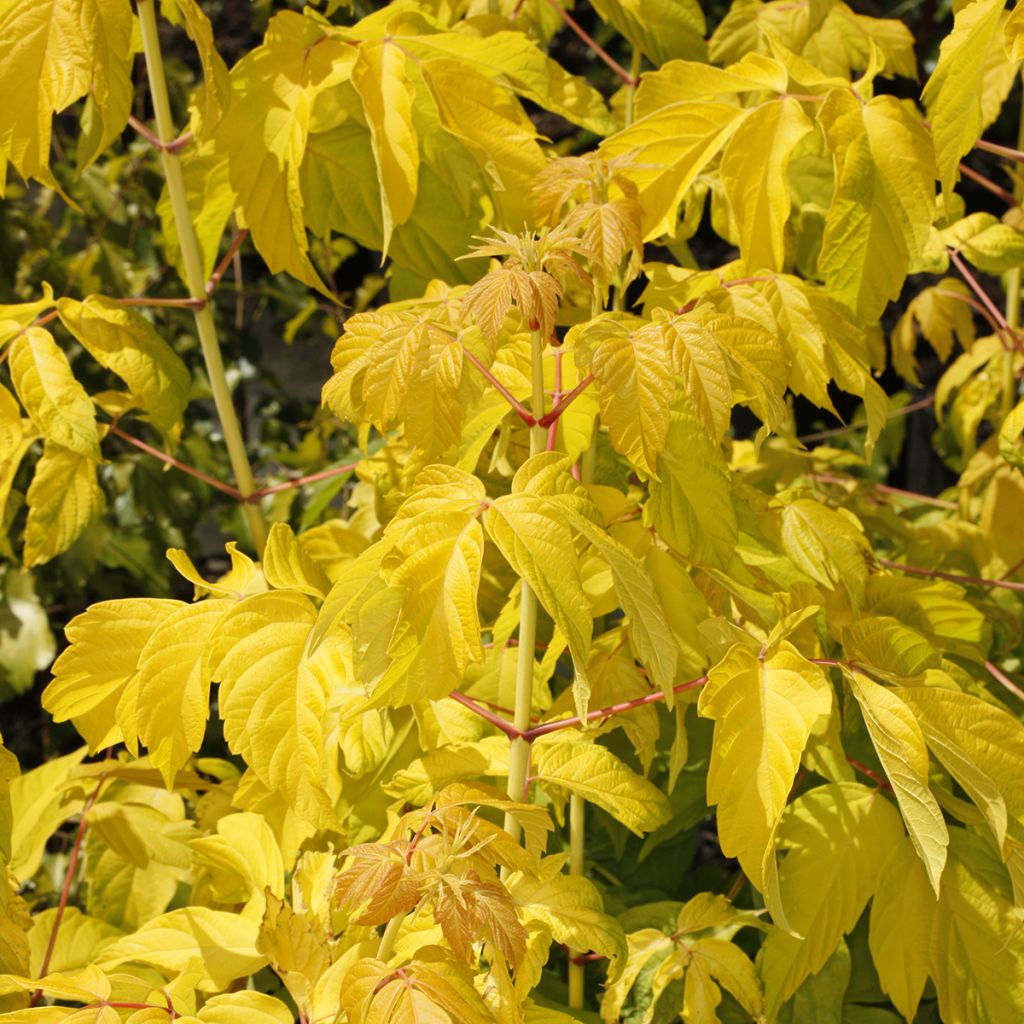 Acer negundo Auratum - Boxelder maple