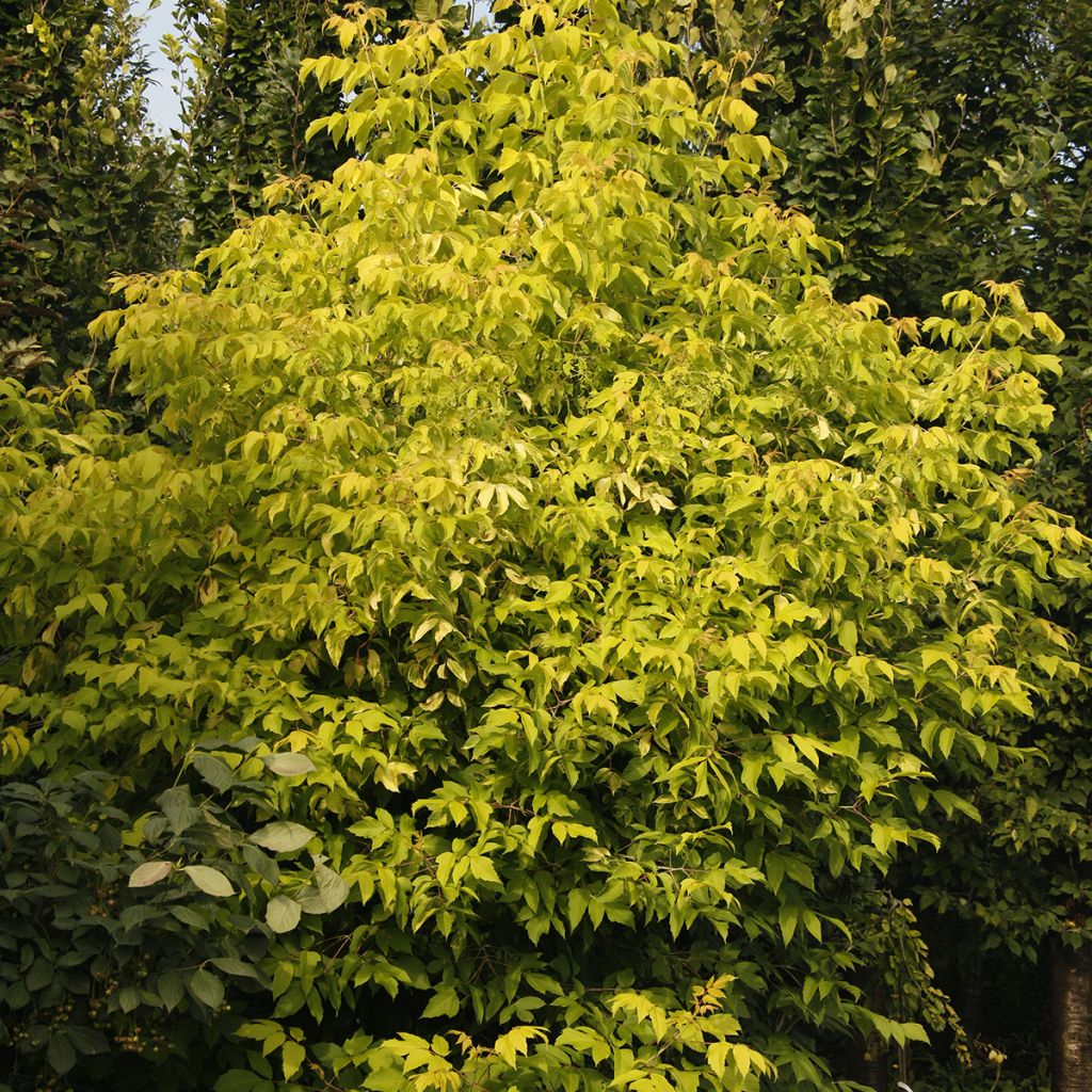 Acer negundo Auratum - Boxelder maple