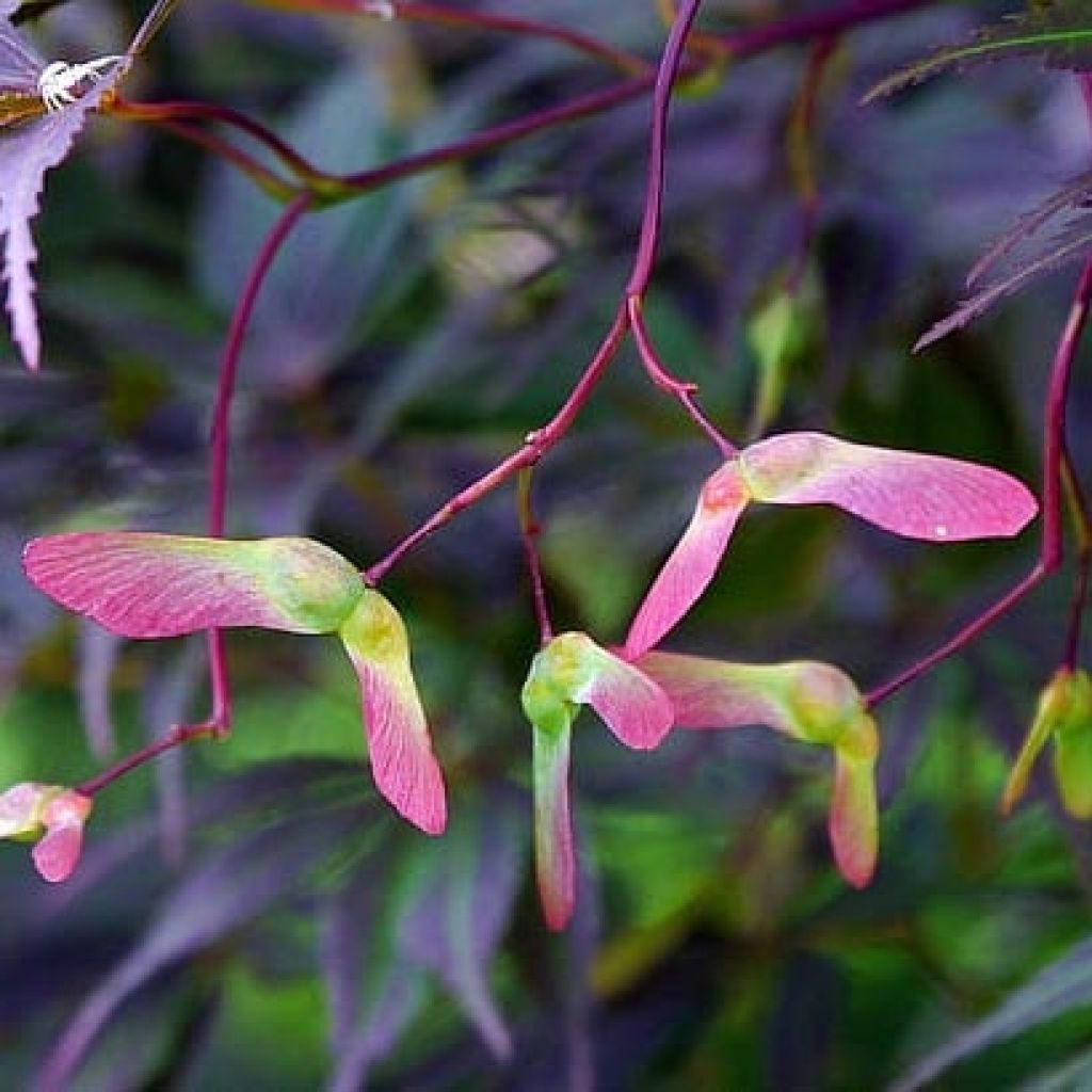 Acer palmatum Black Lace - Japanese Maple