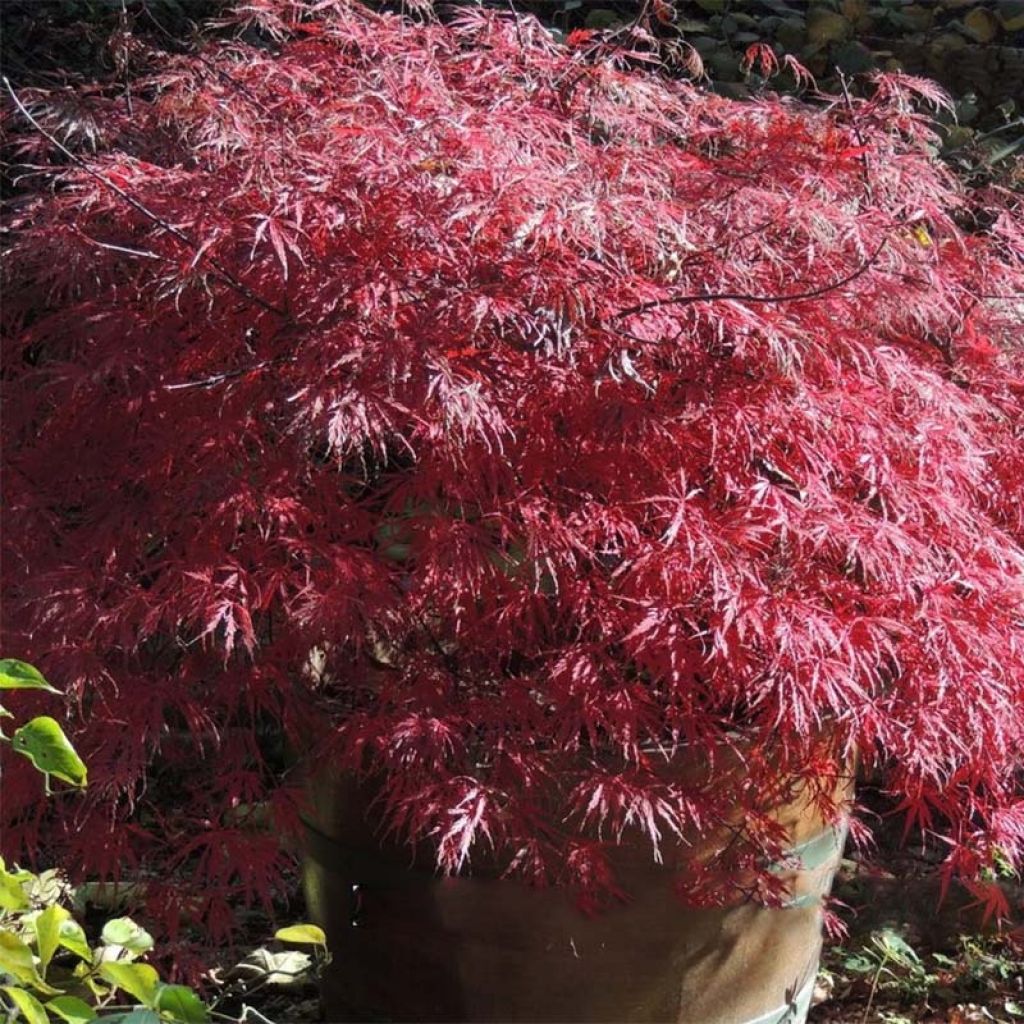 Acer palmatum var.dissectum Firecracker - Japanese Maple