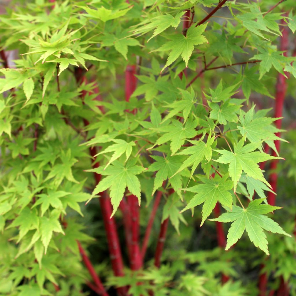 Acer palmatum Sangokaku - Japanese Maple