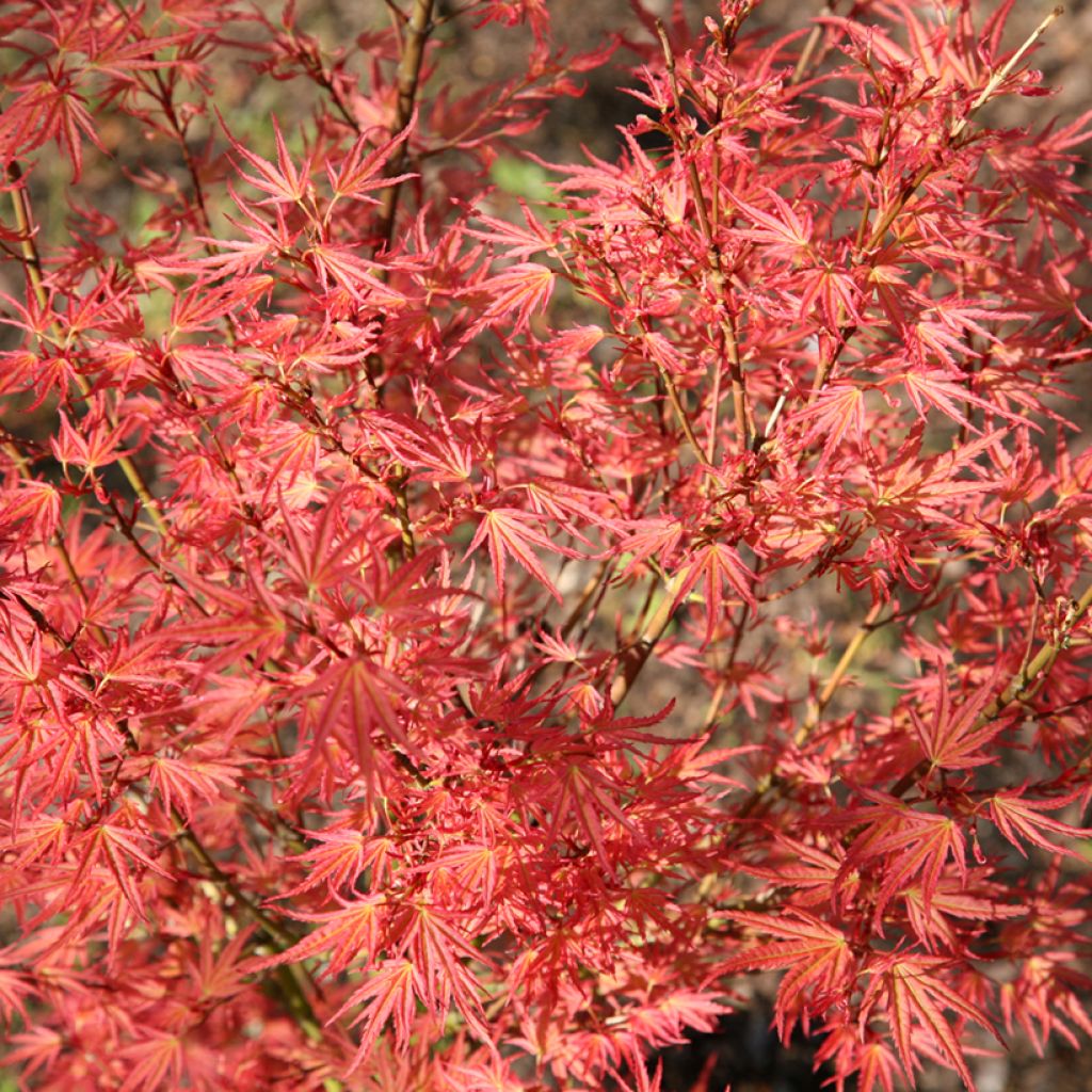 Acer palmatum Wilson's Pink Dwarf - Japanese Maple