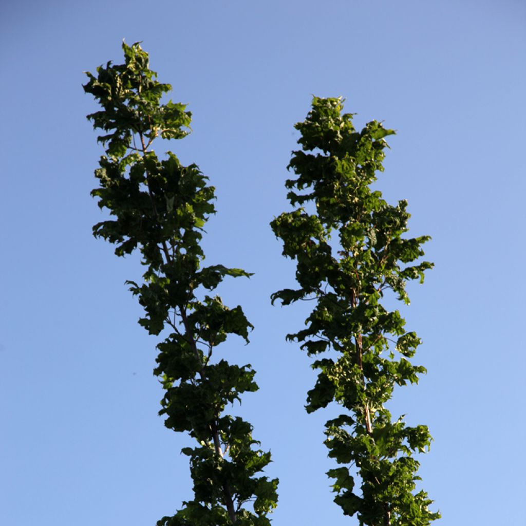 Acer platanoides Marylka - Norway Maple