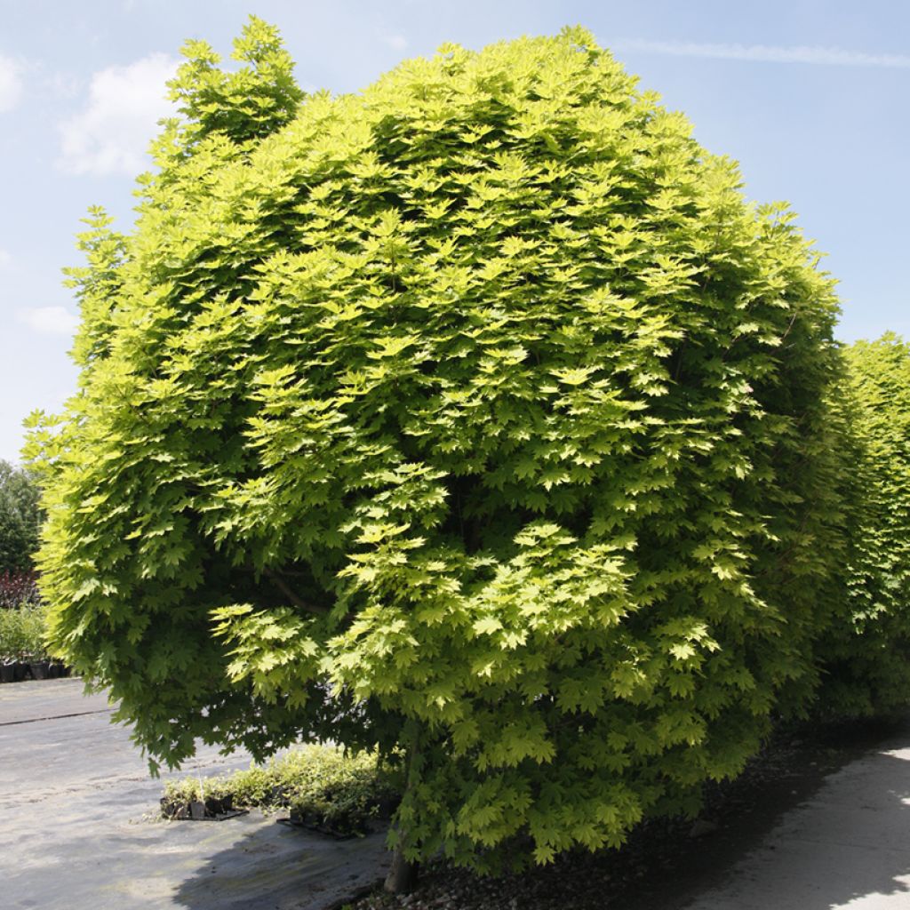 Acer platanoides Gurba - Norway Maple