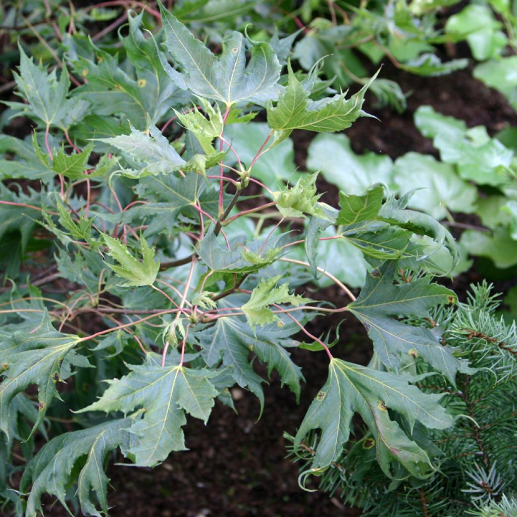 Acer platanoides Laciniatum - Norway Maple, Plane Maple