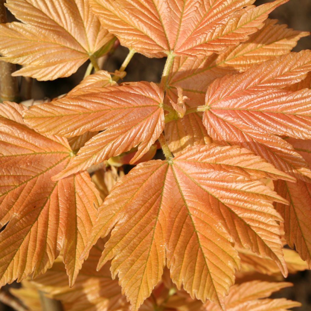 Acer pseudoplatanus Sunshine - Sycamore Maple