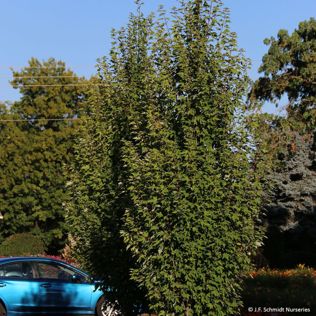 Acer rubrum Armstrong Gold - Red Maple