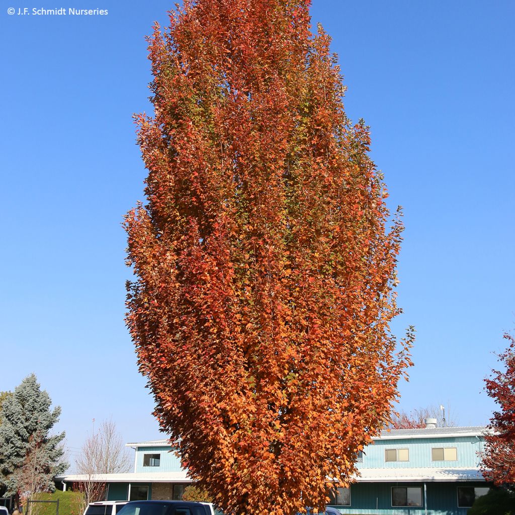 Acer rubrum Armstrong Gold - Red Maple