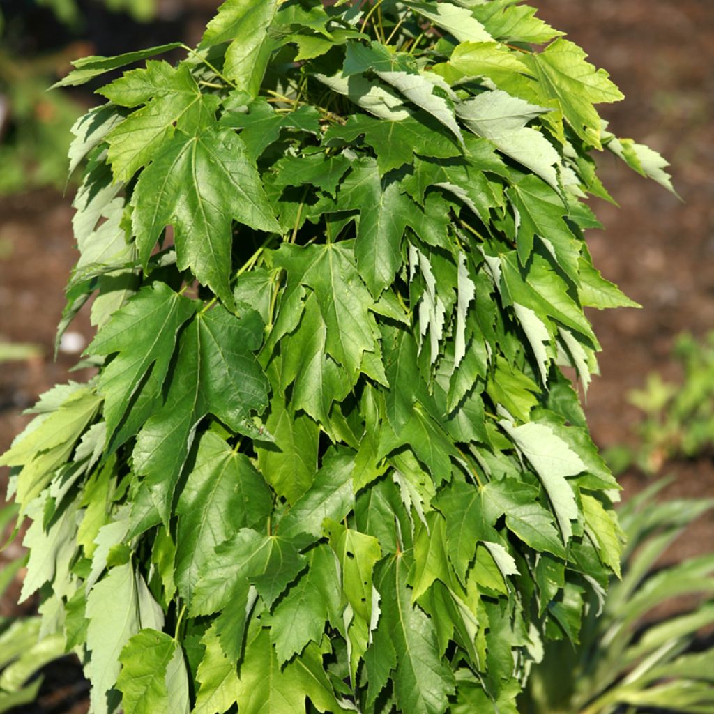 Acer rubrum Green Pillar - Red maple