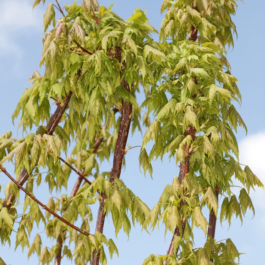 Acer rubrum Sekka - Red Maple