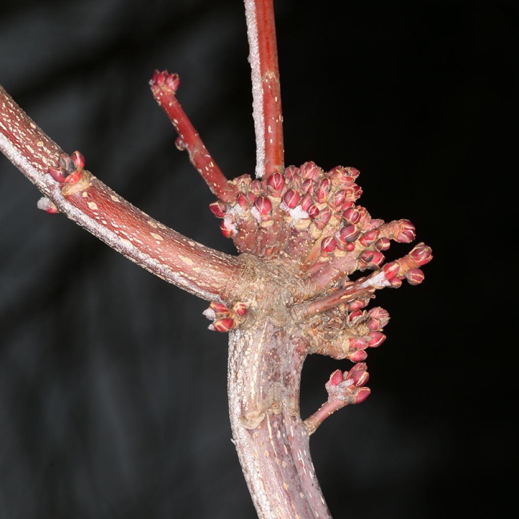 Acer rubrum Sekka - Red Maple