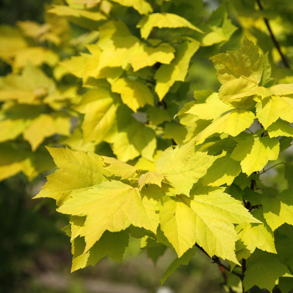 Acer rubrum Schocking Gold - Red Maple