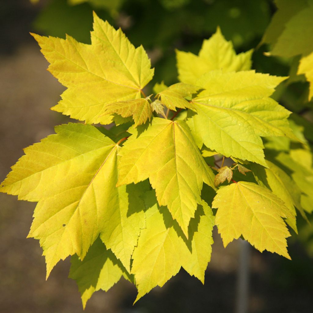 Acer rubrum Schocking Gold - Red Maple