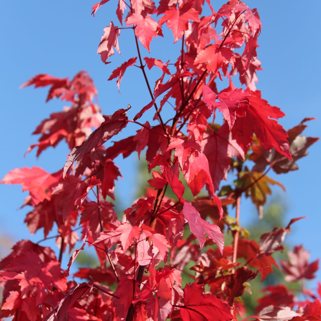 Acer rubrum Somerset - Red Maple