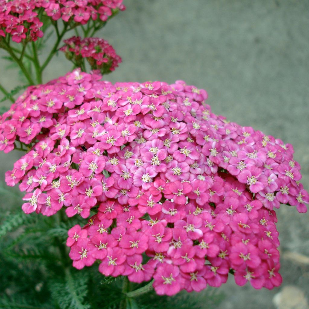 Achillea asplenifolia