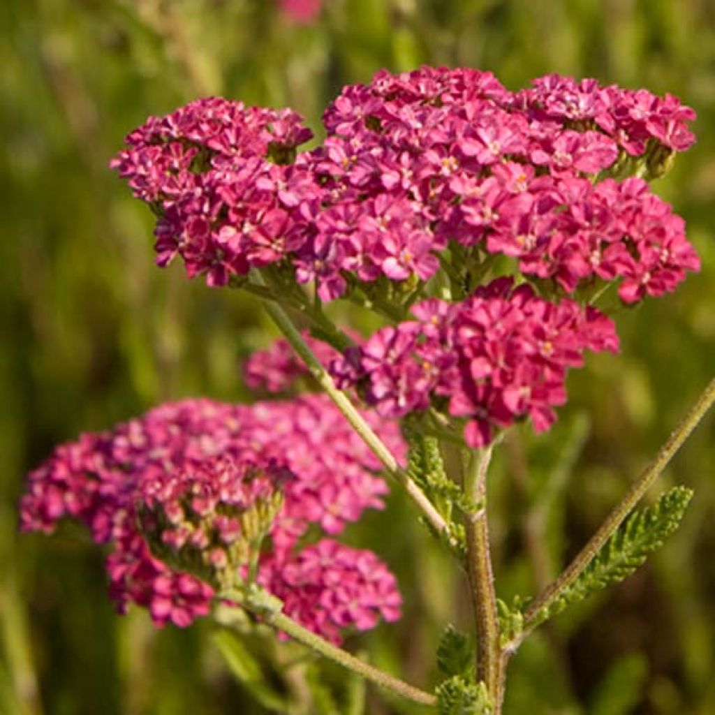 Achillea millefolium Velours