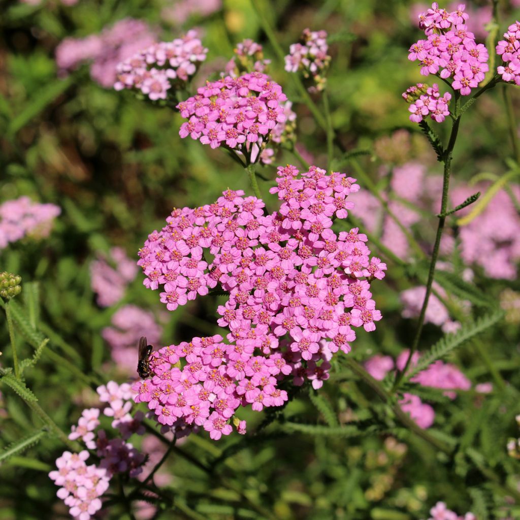 Achillea asplenifolia