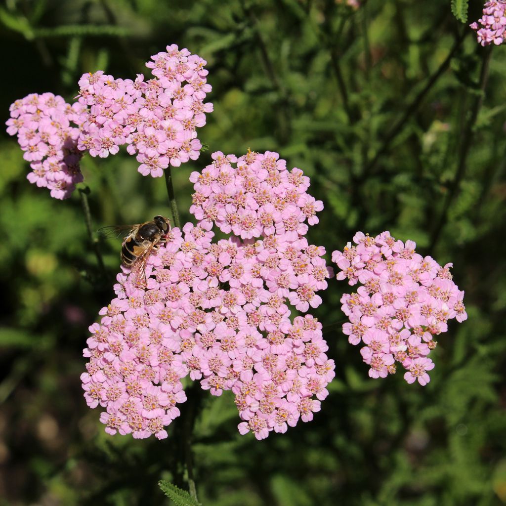 Achillea asplenifolia