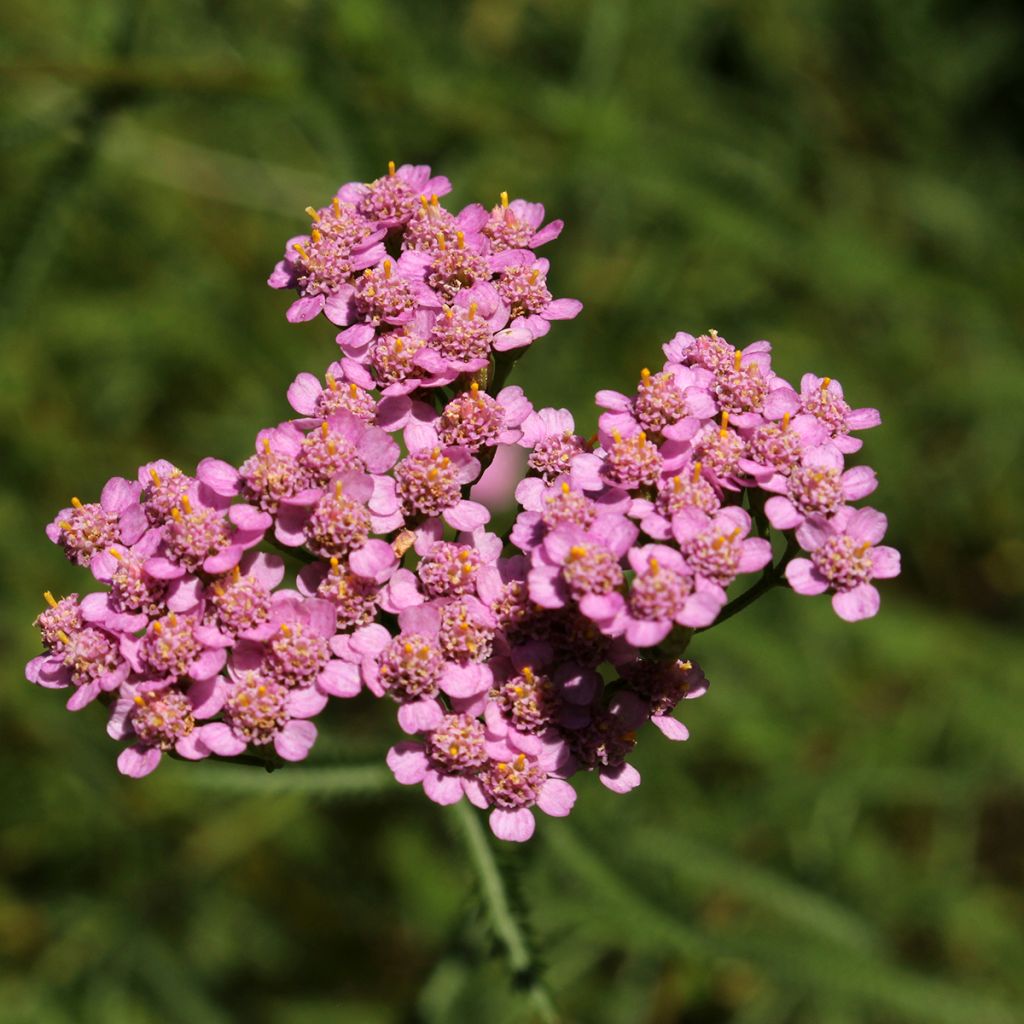 Achillea asplenifolia