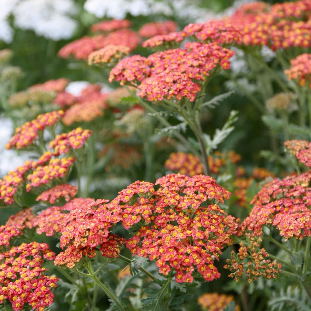 Achillea millefolium Walter Funcke - Yarrow