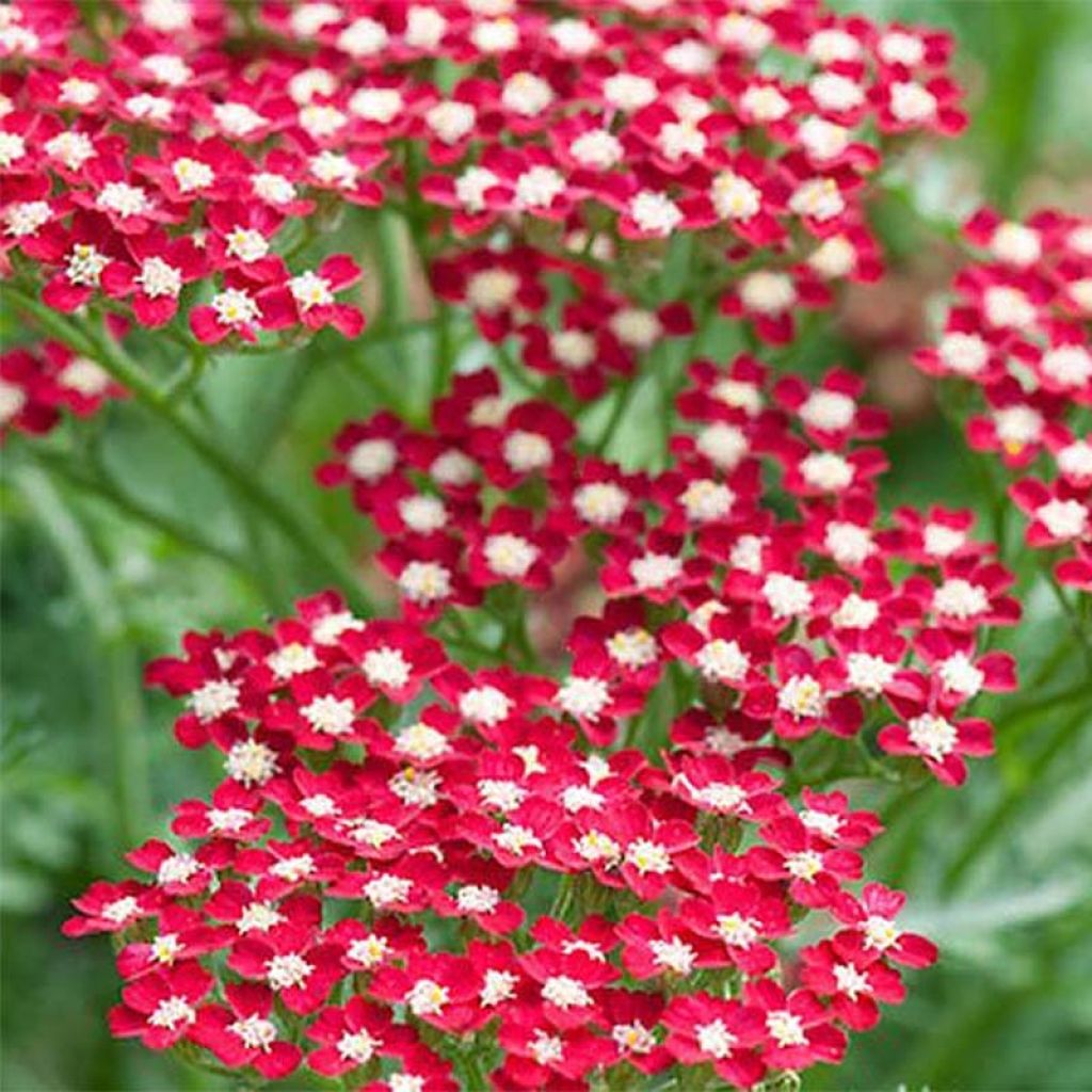 Achillea millefolium Peggy Sue