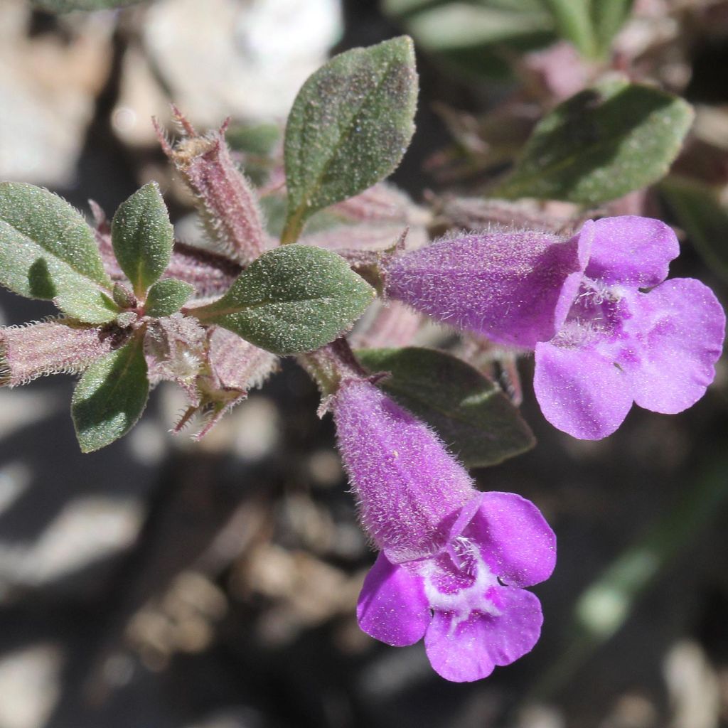 Acinos alpinus