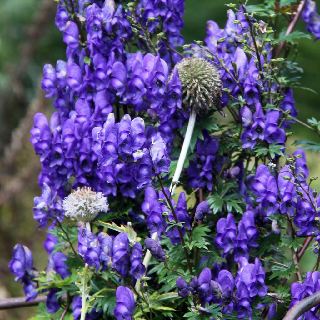 Aconit, Aconitum pubiceps