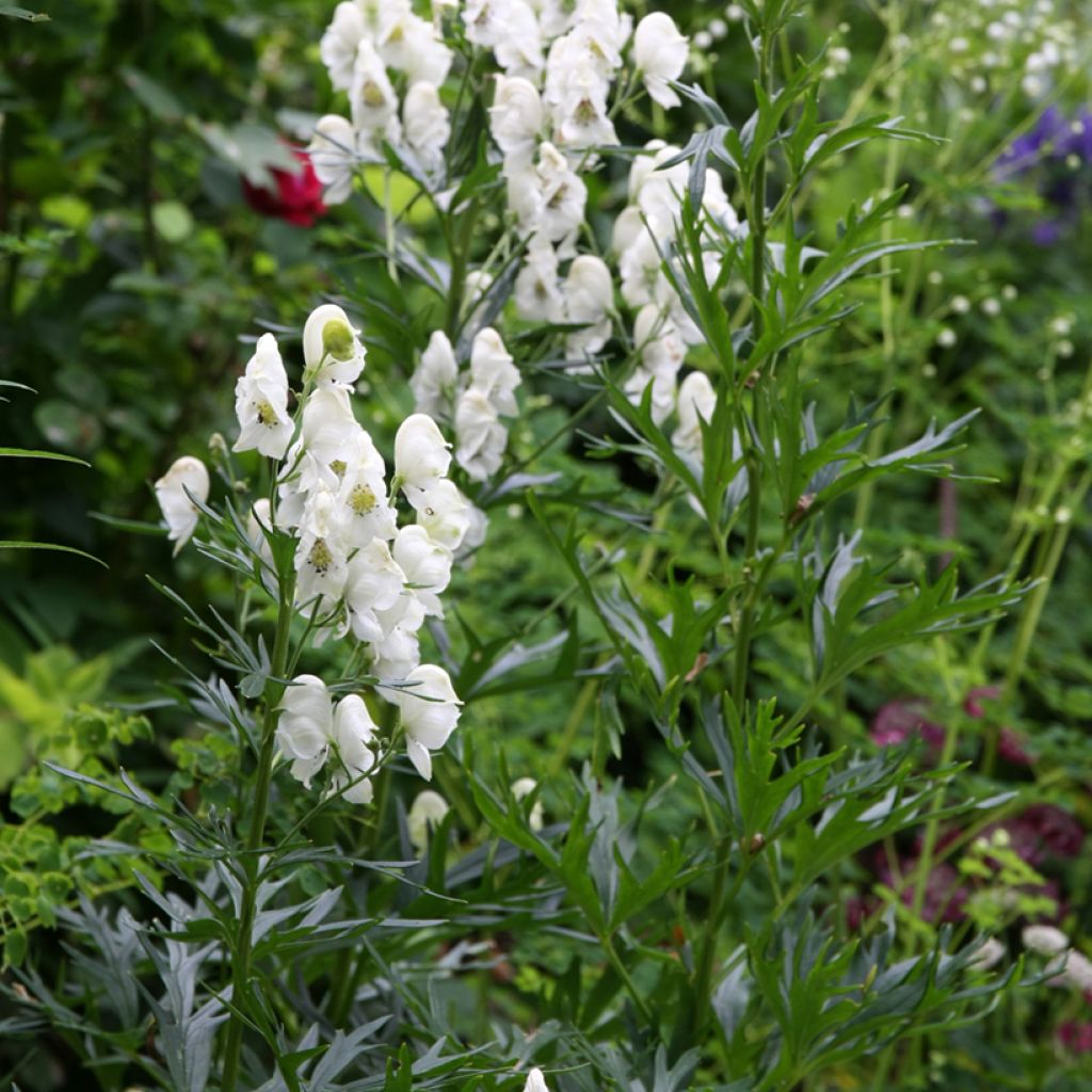 Aconitum napellus subsp. napellus Schneewittchen