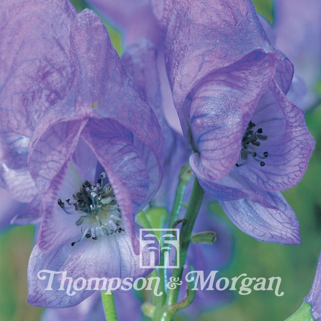 Graines d'Aconitum carmichaelii - Aconit de Carmichael