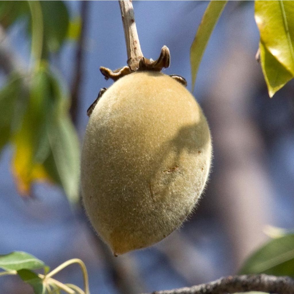 Adansonia digitata - Baobab