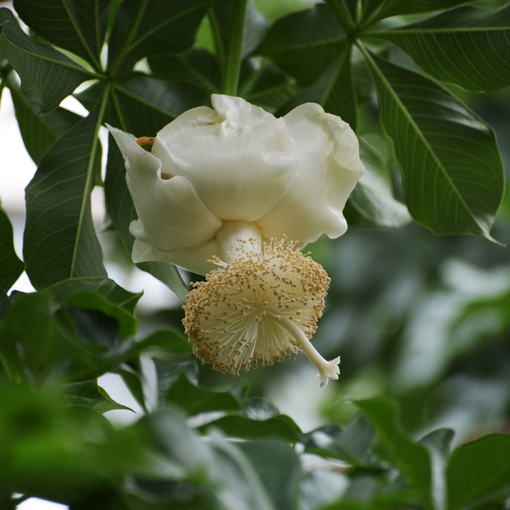 Adansonia digitata - Baobab