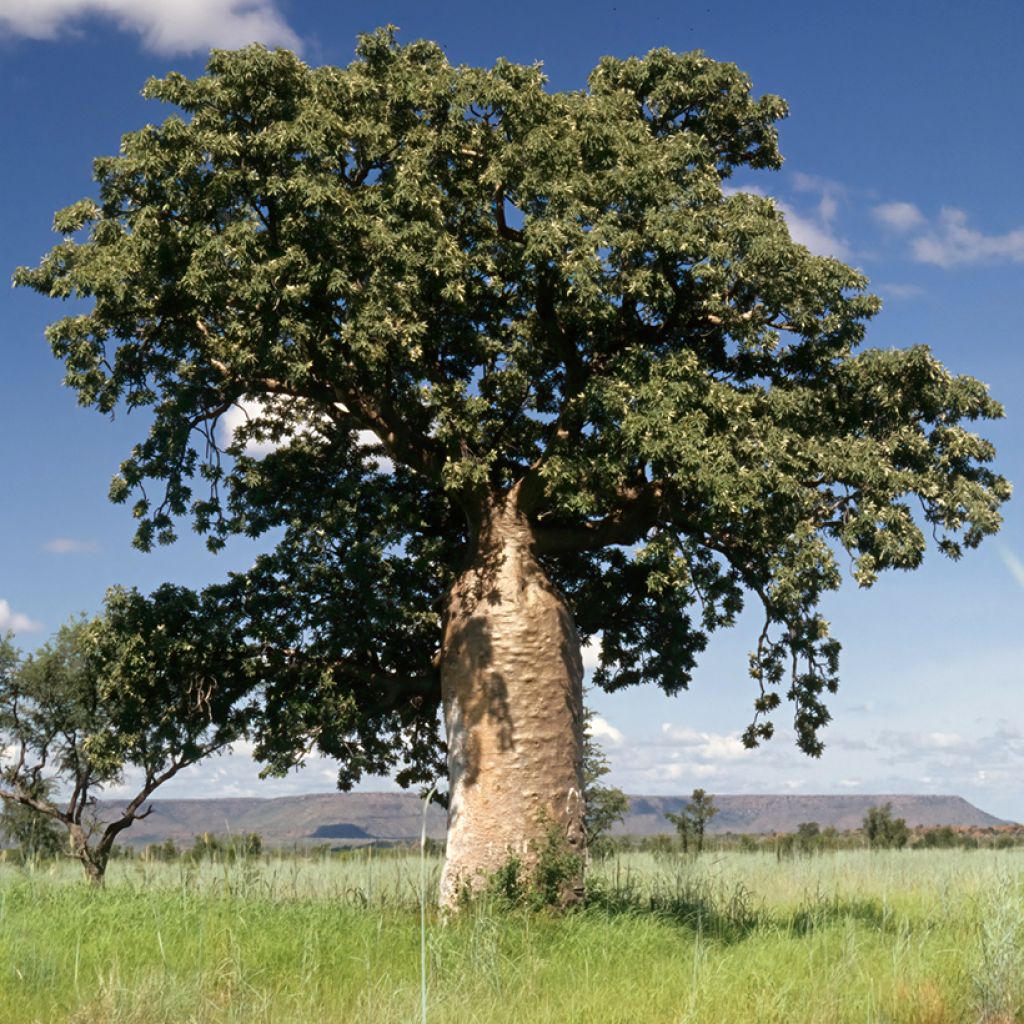 Adansonia gregorii - Boab