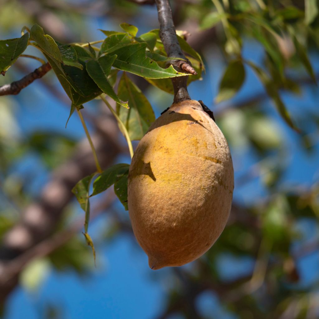 Adansonia gregorii - Boab