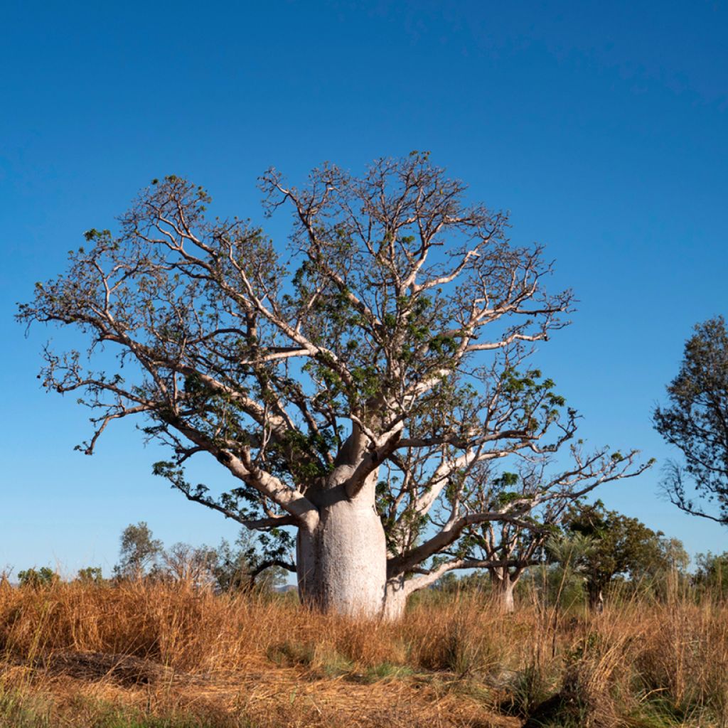 Adansonia gregorii - Boab