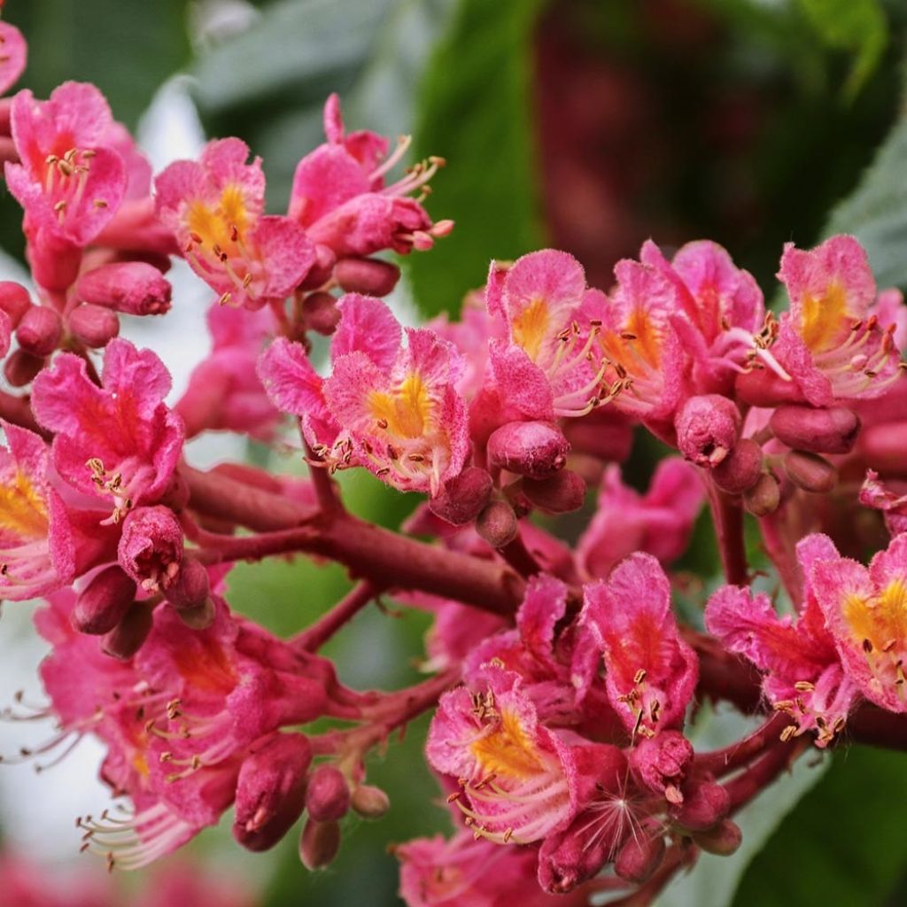 Aesculus x carnea Briotii