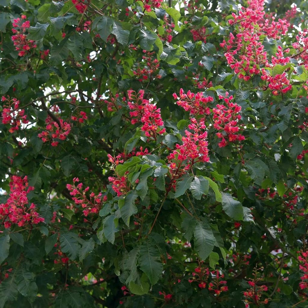 Aesculus x carnea Briotii